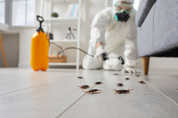Commercial Kitchen Cockroach Control in Indian Wells